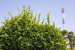 feuilles, arbustes et pylônes de télécommunication. photo