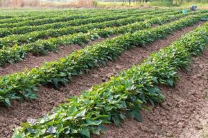 jardin de patates douces avec des agriculteurs. photo