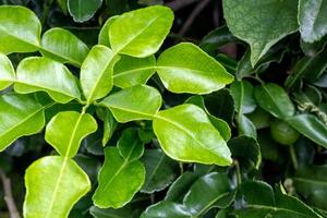 près des feuilles de lime kaffir. photo