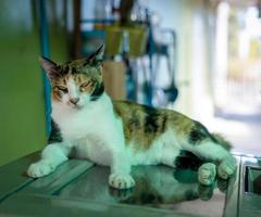 une vue rapprochée d'un chat thaïlandais avec un motif tricolore niché confortablement. photo