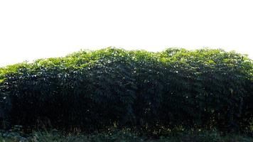 le manioc en laisse beaucoup. photo