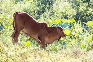 vache brune se pencha pour manger de l'herbe. photo