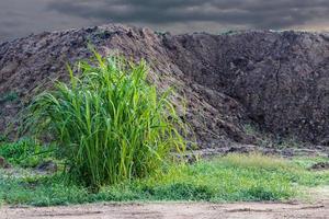 herbe verte avec de la terre fraîche. photo