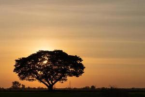 un grand arbre silhouettes avec le soleil tombe. photo
