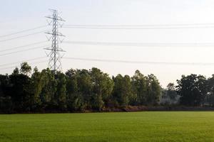 pôle haute tension avec du riz vert. photo