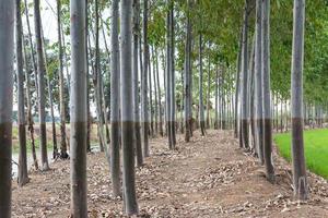 rangées d'eucalyptus sur le monticule. photo