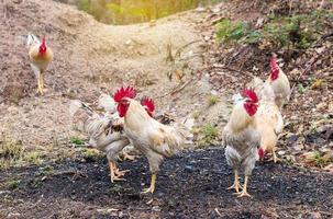 beaucoup de poulets blancs et jaunes au sol. photo