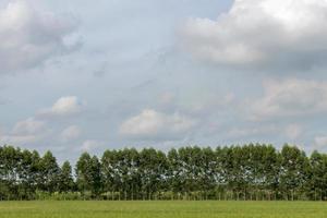 rangée d'eucalyptus avec un ciel nuageux. photo