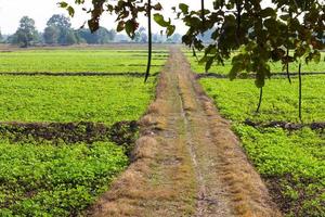 rizières, chemin de terre de haricots verts. photo