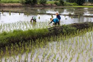 repiquer les plants de riz. photo