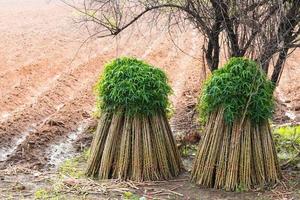 semis de manioc sur des parcelles cultivées. photo