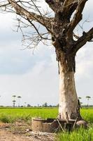 près de l'arbre nu. photo