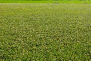 presque des graines de récolte de riz. photo