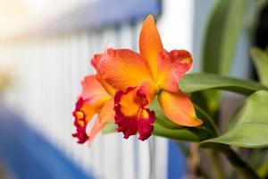 orchidée orange avec flou blanc. photo