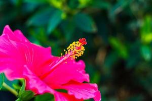fermer le pollen d'hibiscus rose. photo