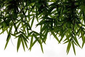 feuilles de bambou rétro-éclairées. photo