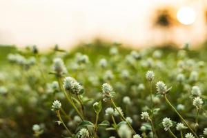 mauvaise herbe gomphrena, globe sauvage éternel avec le soleil levant. photo