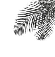Feuilles de palmier isolé sur fond blanc photo