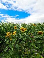 belles sunfluwers jaunes dans un environnement rural par une journée ensoleillée. photo