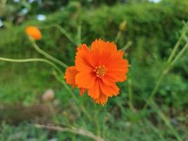 plante à fleurs soufre kenikir avec nom scientifique cosmos sulphureus photo