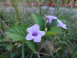 ruellia tuberosa est un arbuste bleu ou violet qui a des graines sèches qui éclatent lorsqu'elles sont exposées à l'eau photo