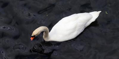 cygnes blancs sur l'eau bleue ridée. photo