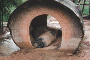 les cochons blancs et noirs dorment confortablement dans un enclos un jour de pluie. photo