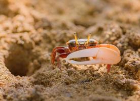 uca vocans, crabe violoniste marchant dans la forêt de mangrove à la plage de phuket, thaïlande photo