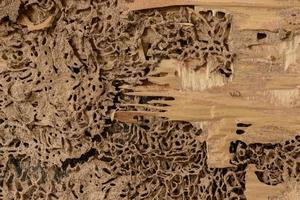 gros plan arrière-plan et texture du nid de termites au mur en bois photo