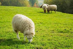 ferme avec meny moutons sur pré vert photo