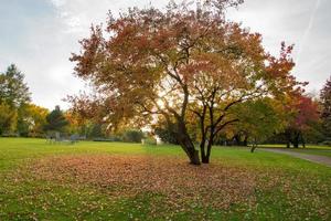 paysage coloré du parc d'automne ensoleillé photo
