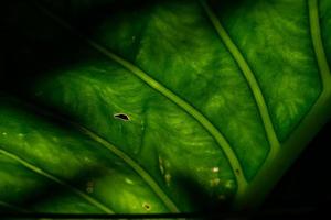 détail d'une grande feuille verte éclairée à contre-jour par la lumière naturelle photo