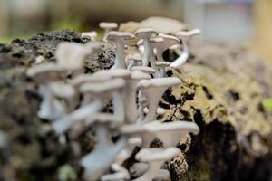 champignons sur les arbres morts photo