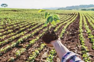 les mains de la femme tiennent un petit plant de soja. concept d'agro-industrie photo