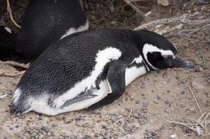 pingouin magellan photo