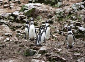 Pingouin humboldt dans l'île ballestas, parc national de paracas, pérou. photo