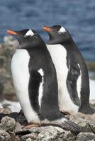 Gentoo pingouin couple sur une belle journée ensoleillée.
