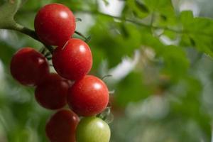 main tenant des tomates rouges fraîches, légumes biologiques pour une alimentation saine. photo