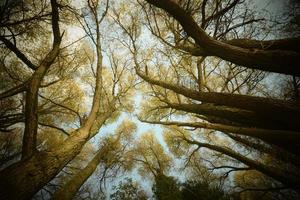 canopée des arbres d'en bas photo