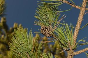 pomme de pin et aiguilles sur l'arbre photo