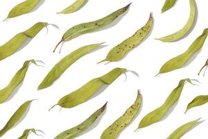 groupe de feuilles d'eucalyptus sèches isolées sur un motif de fond blanc photo