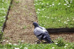 pigeon dans l'herbe photo