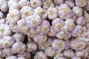 gros plan de nombreux chefs d'ail violet blanc sur le stand du marché