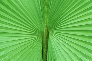 fond de nature feuille de palmier photo