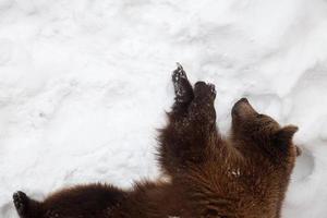 ours brun dans la nature, jouant avec la neige photo