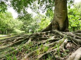 un grand arbre avec des racines couvrant le sol, un grand arbre dans le jardin photo