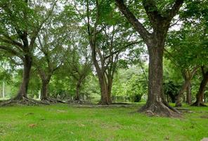 un grand arbre avec des racines couvrant le sol, un grand arbre dans le jardin photo