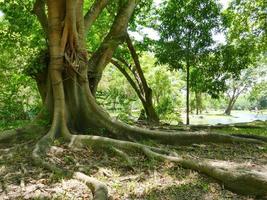 un grand arbre avec des racines couvrant le sol, un grand arbre dans le jardin photo