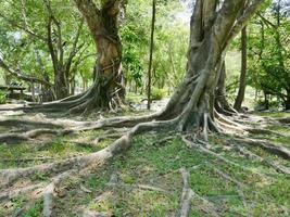 un grand arbre avec des racines couvrant le sol, un grand arbre dans le jardin photo