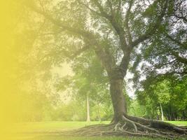 un grand arbre avec des racines couvrant le sol, un grand arbre dans le jardin photo